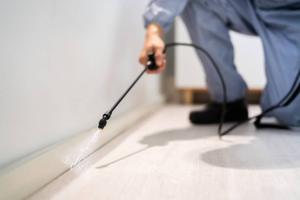 Best Flea Control Services  in Warroad, MN